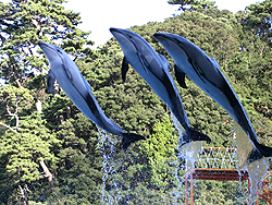 下田海中水族館