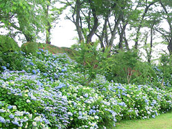 黒羽商工会（くろばね紫陽花まつり）