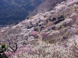 湯河原町