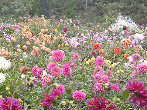 町田薬師池公園 四季彩の杜 ダリア園